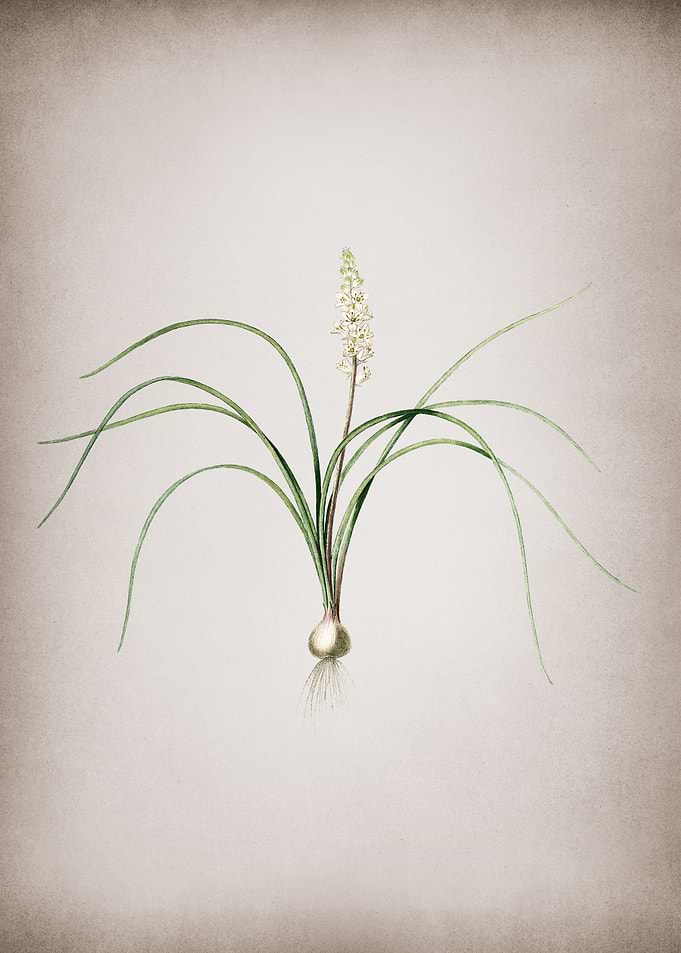 Lachenalia Angustifolia