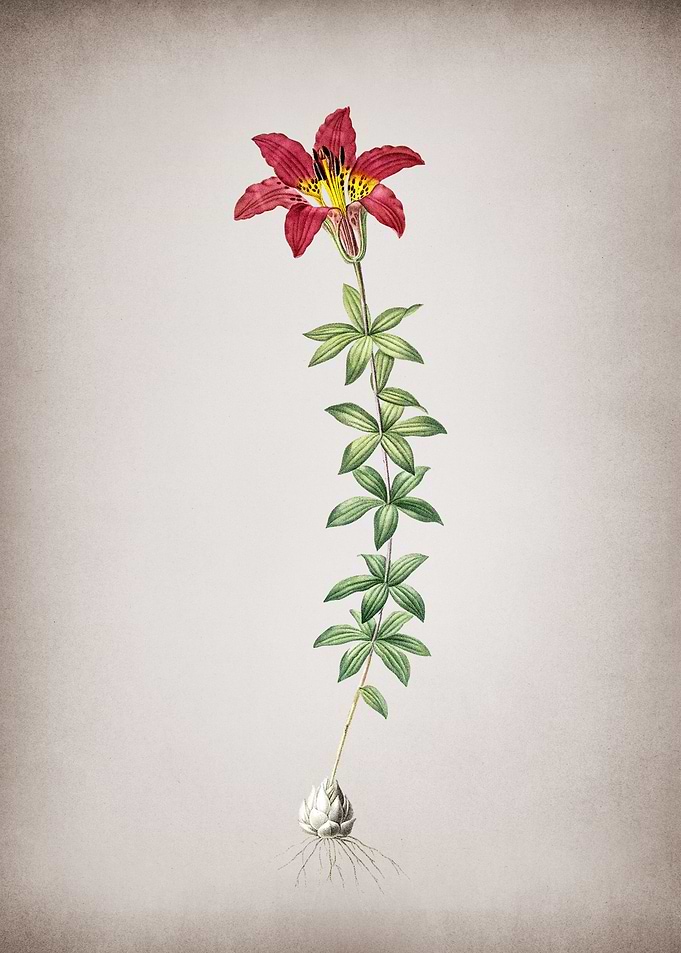 Wood Lily