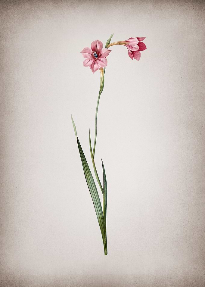 Sword Lily