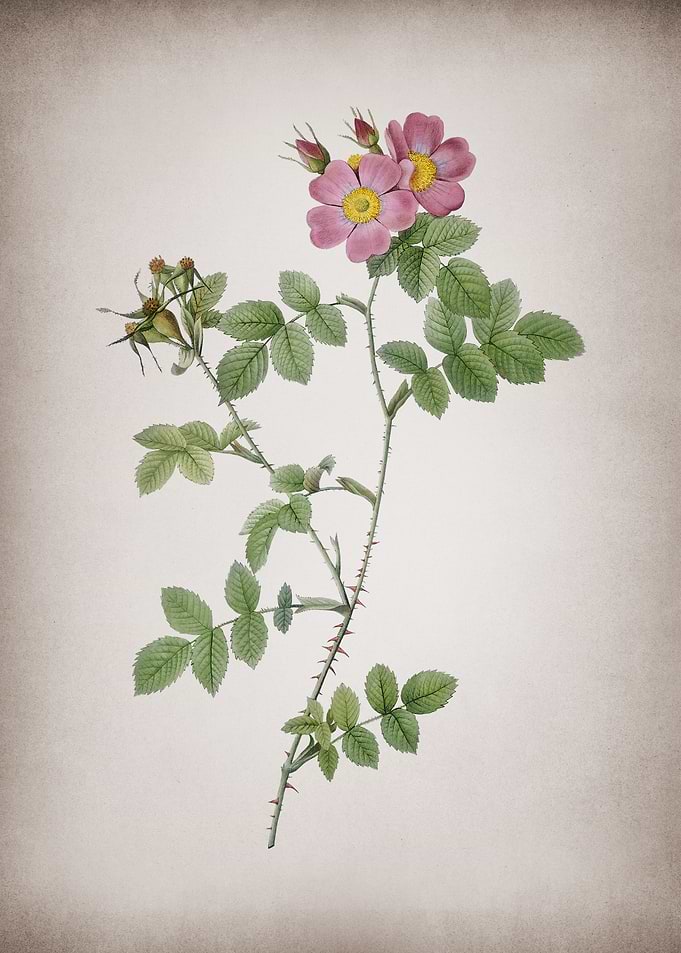 Pink Sweetbriar Roses