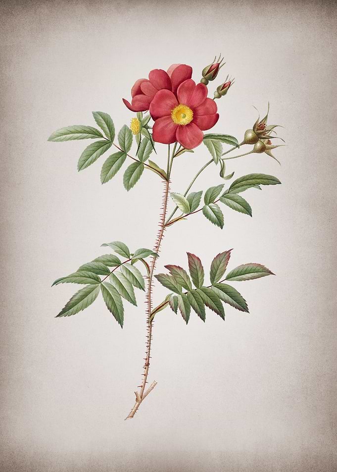 Rosa Redutea Glauca