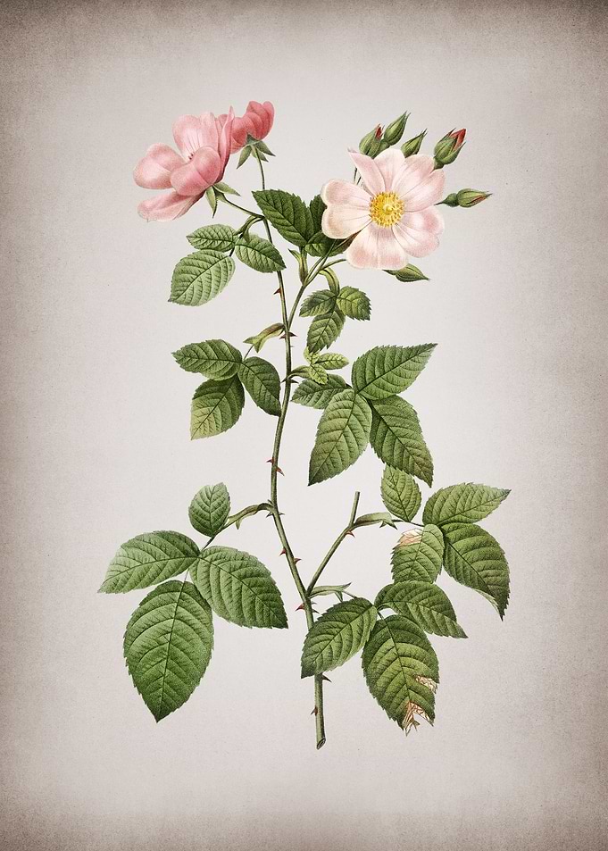 Red Bramble Leaved Rose