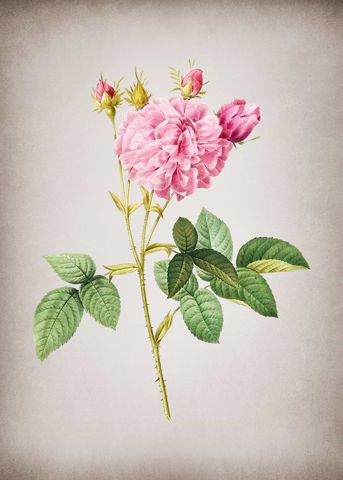 Vintage Pink Agatha Rose
