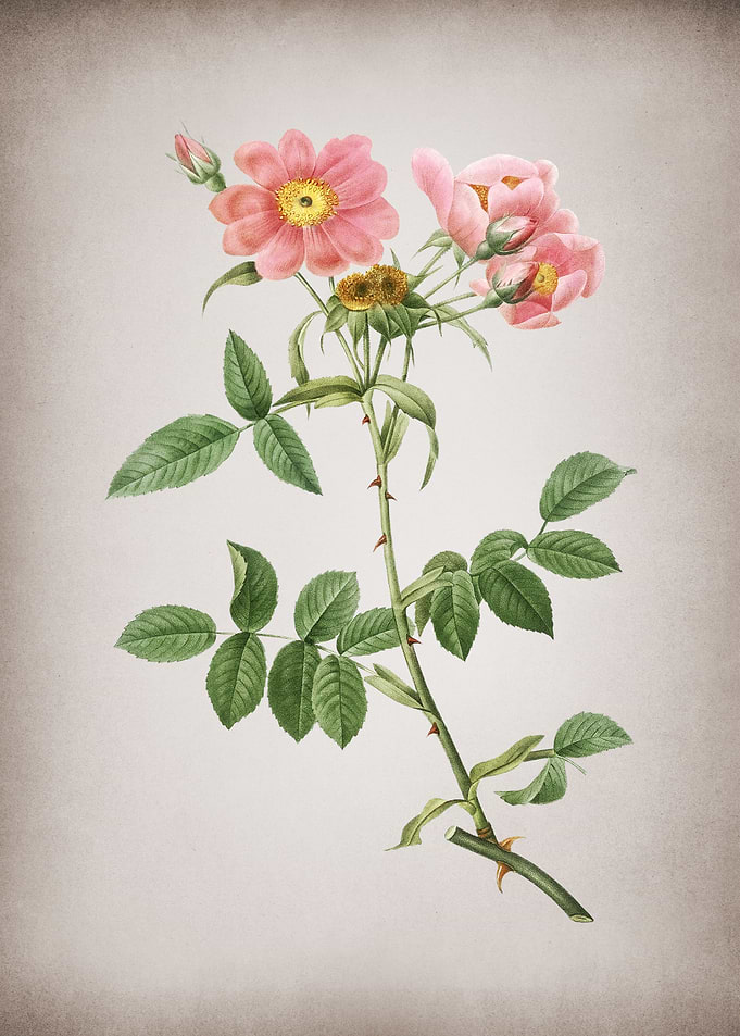 Lady Monson Rose in Bloom