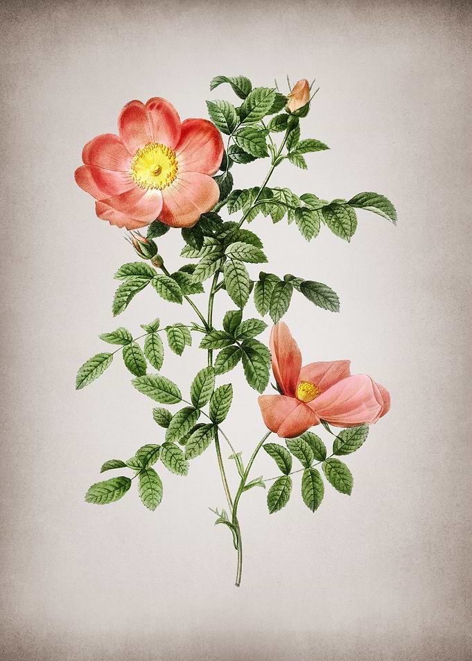 Red Sweetbriar Rose