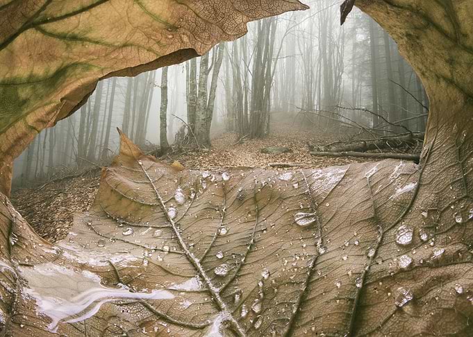 Nature is my home