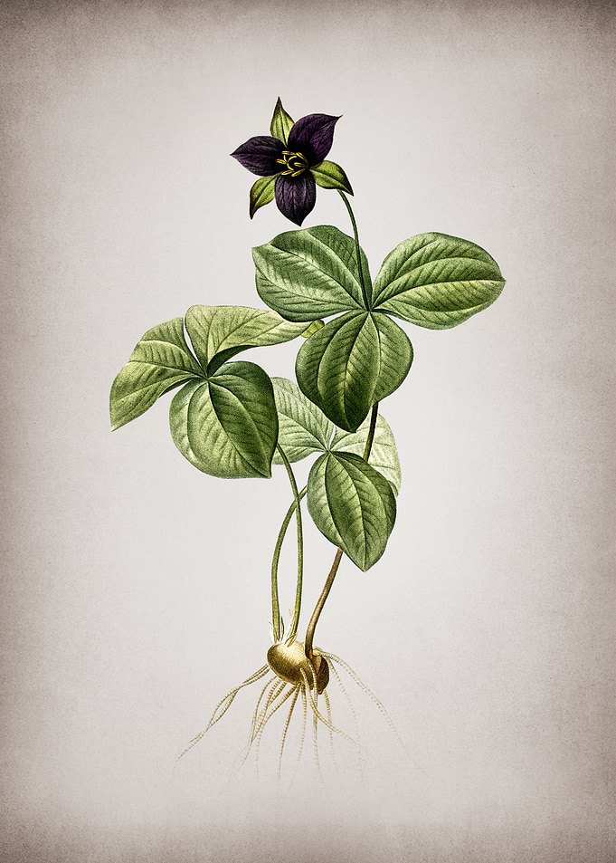 Trillium Rhomboideum