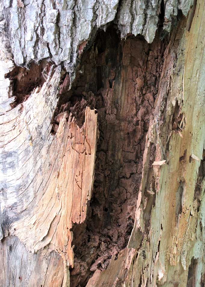 Natures Abstract