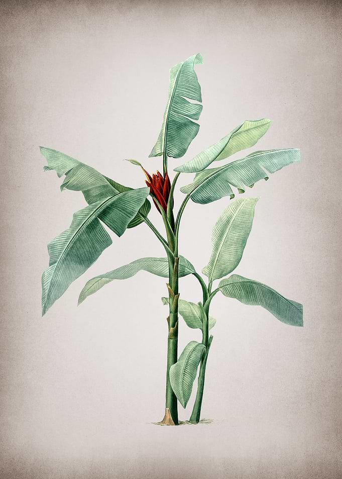Vintage Scarlet Banana