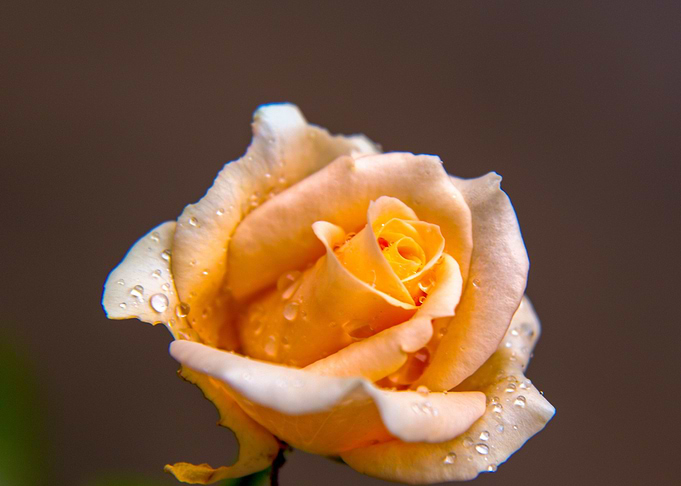 Rose 26