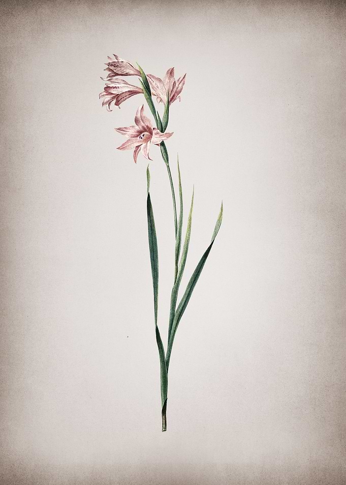 Vintage Painted Lady