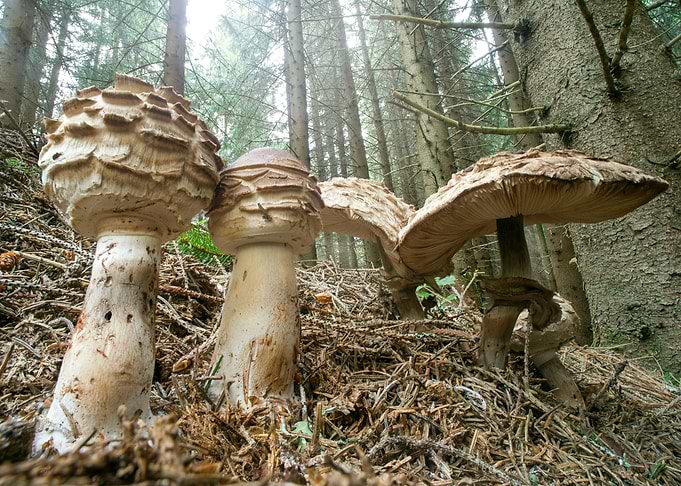 Little umbrellas