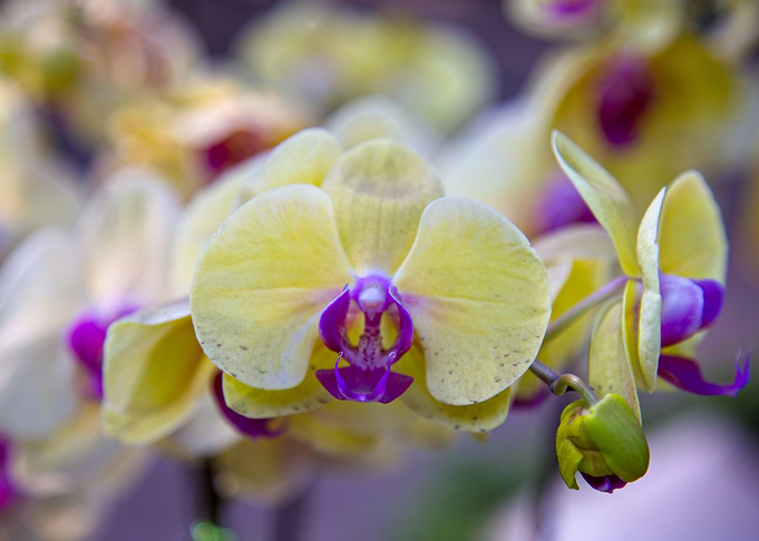 Orchid 7