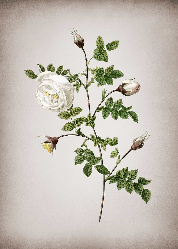 Vintage Silver Hispid Rose