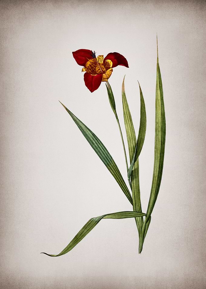 Tiger Flower