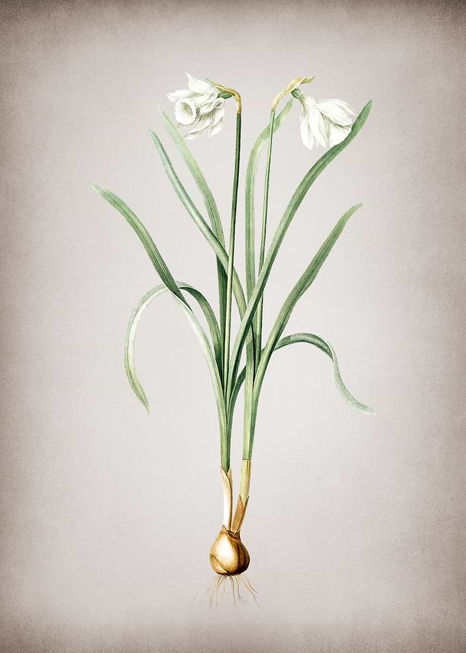 Narcissus Candidissimus