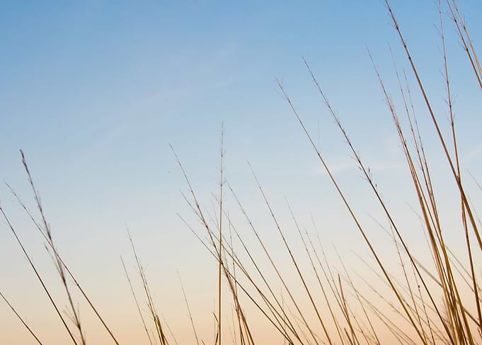 Dried grass in sunset sky