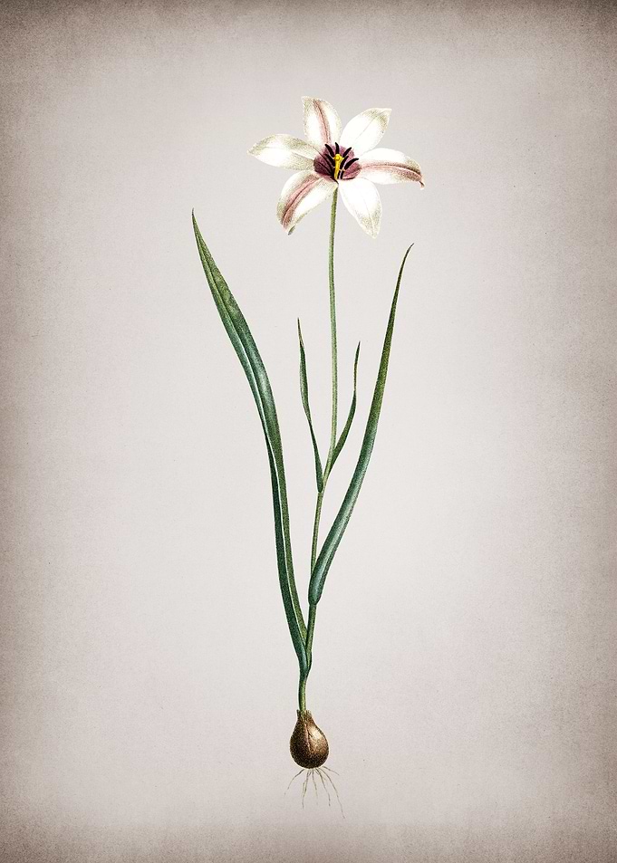 Vintage Lady Tulip