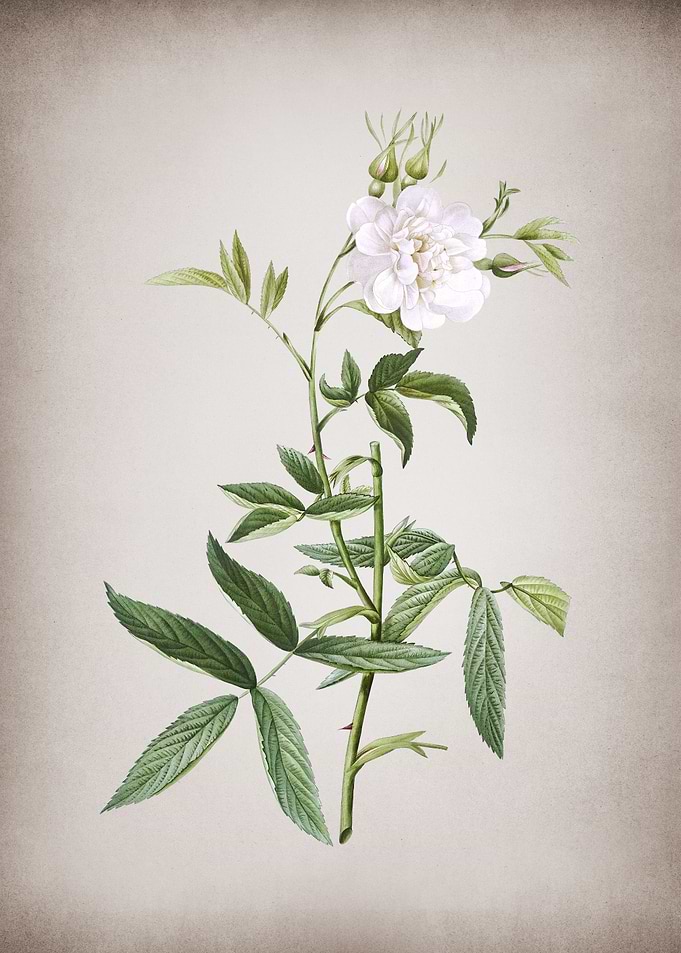 White Rose of York