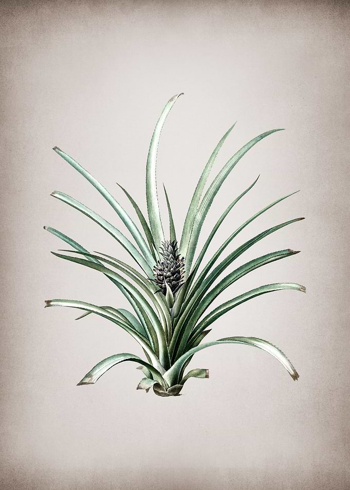 Vintage Pineapple