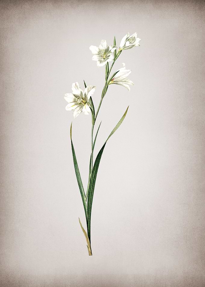 Vintage Painted Lady