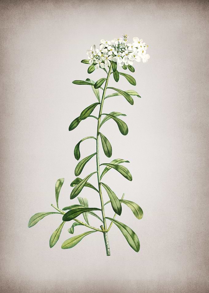 Small White Flowers