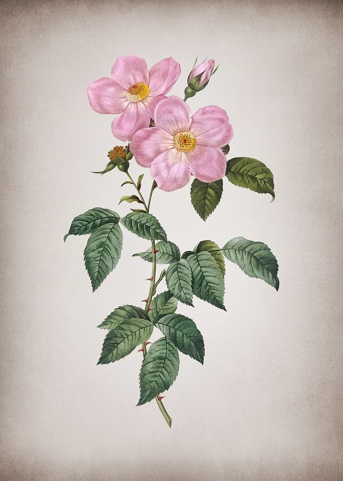 Tea Scented Roses Bloom