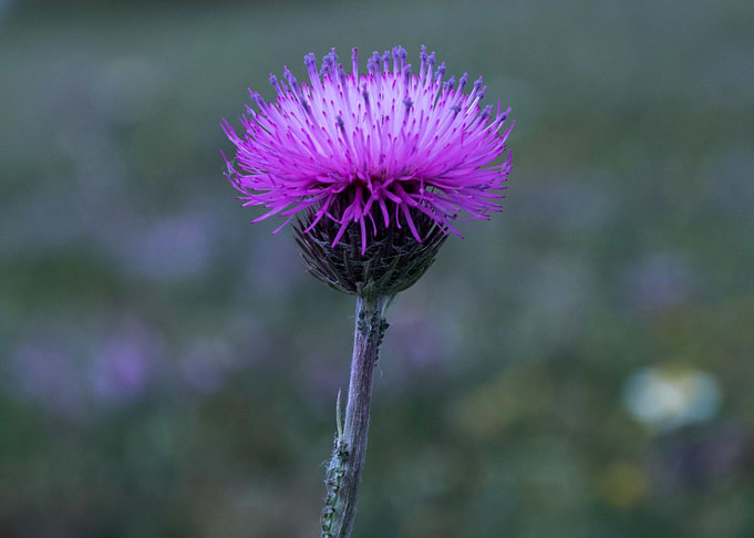 Thorn