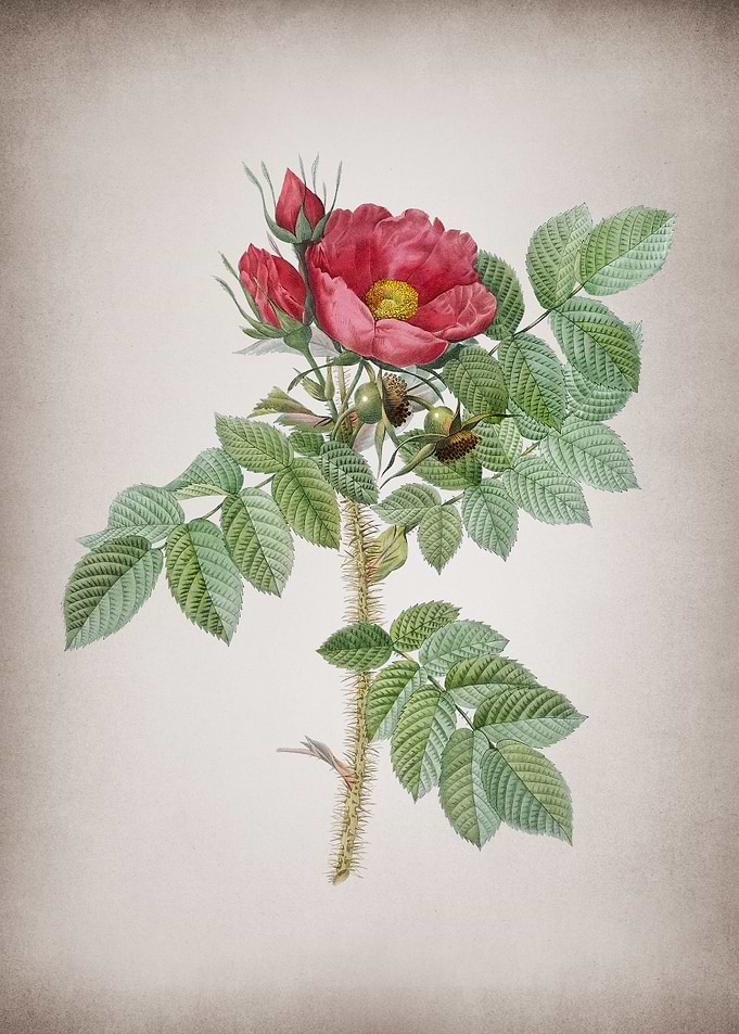Vintage Kamtschatka Rose