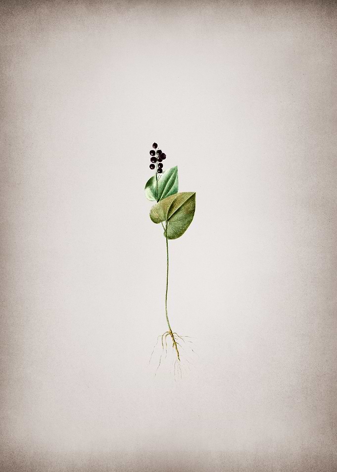 Vintage Mayanthemum