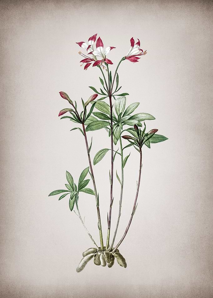 Vintage Lily of the Incas
