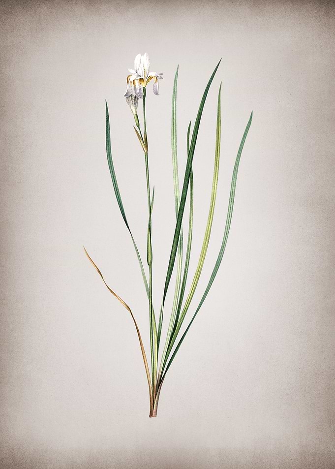 Vintage Siberian Iris