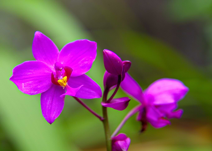 Orchid 5