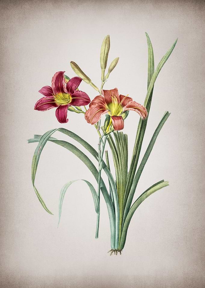 Vintage Orange Day Lily