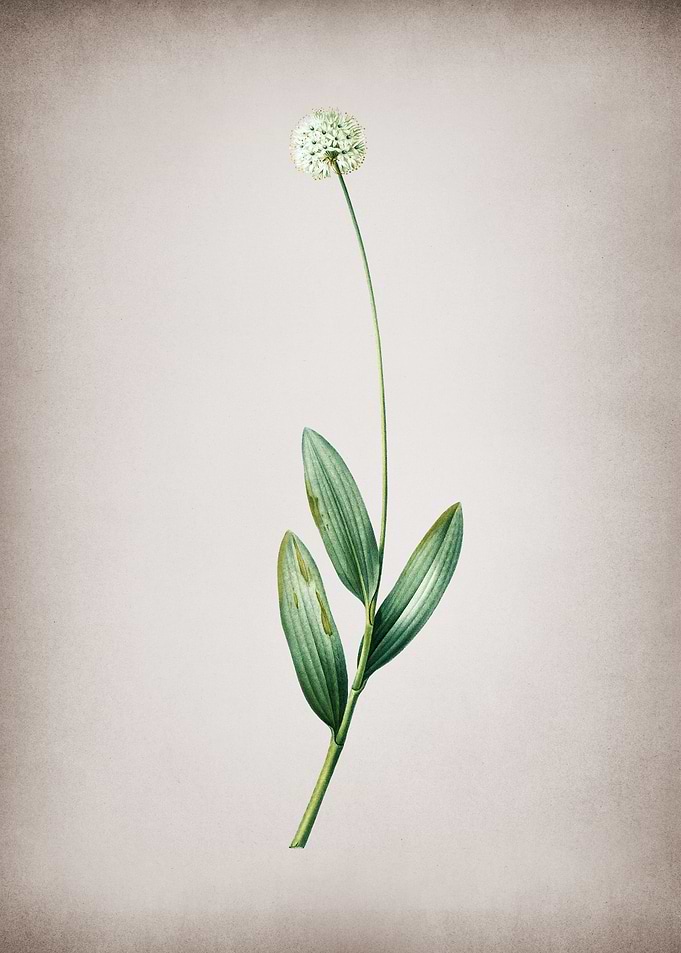 Vintage Victory Onion