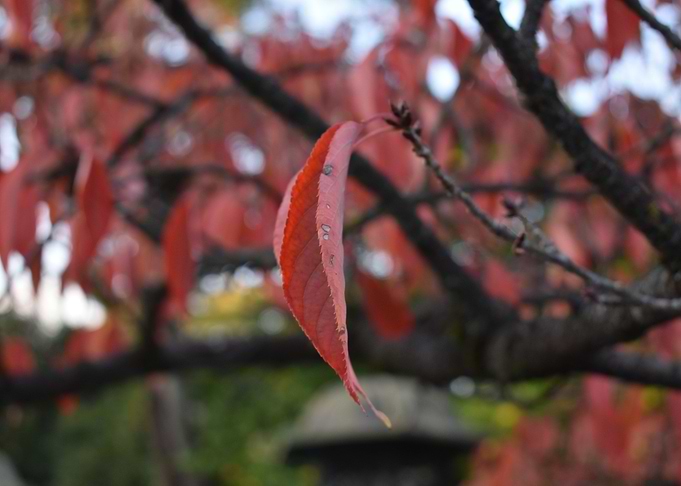 Japanese Leaf