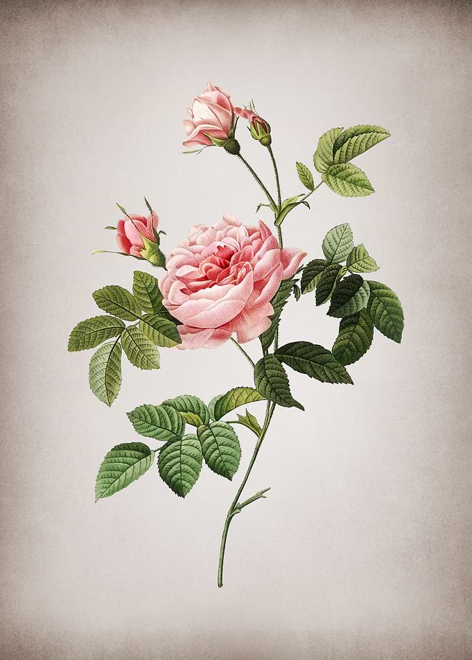 Vintage Pink Rose Turbine