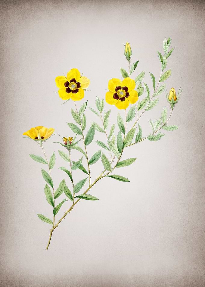 Vintage Rosa Persica