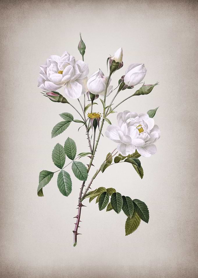 Vintage White Rose