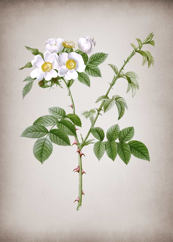 White Flowered Rose