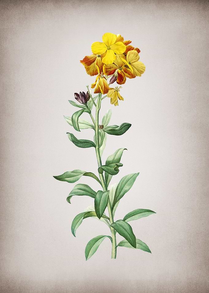 Yellow Wallflower Bloom