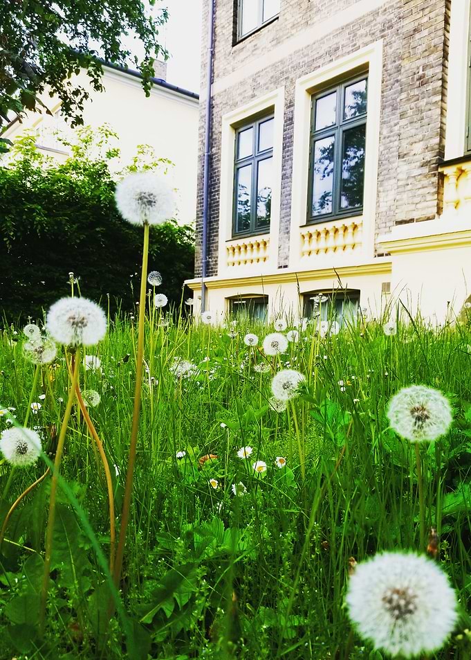 Dandelions and Brick