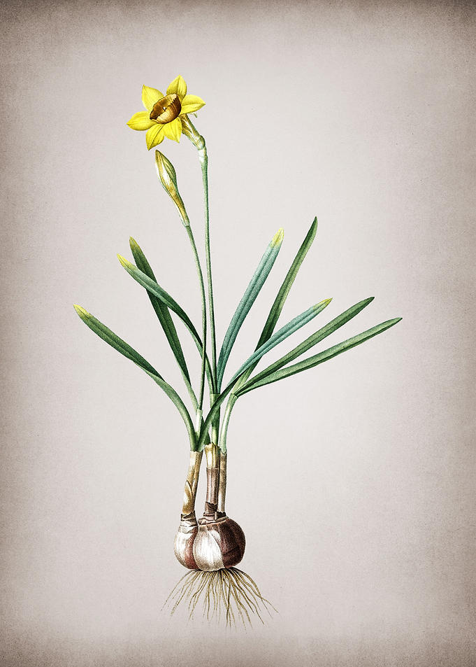 Vintage Narcissus Gouani
