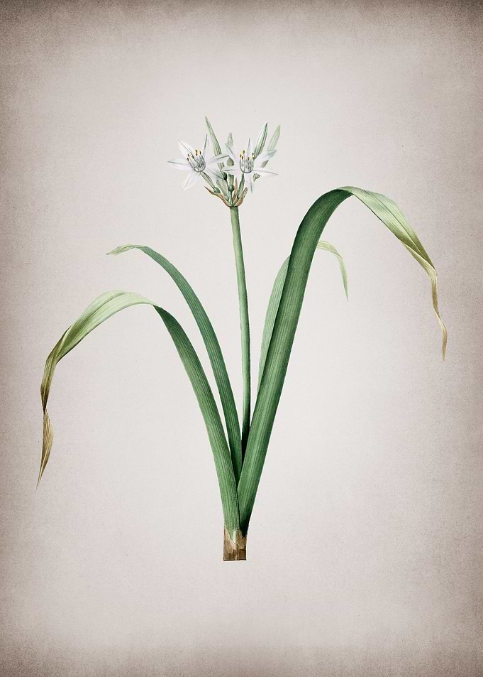 Small Flowered Pancratium