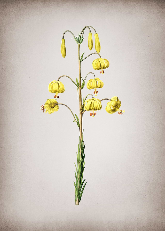 Vintage Lilium Pyrenaicum