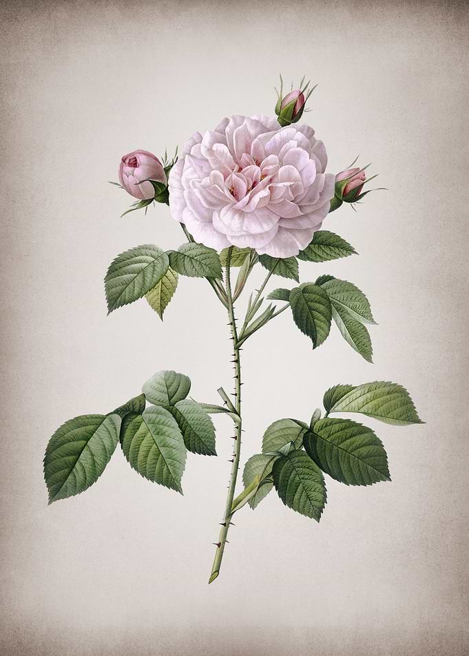 Vintage Rosa Alba