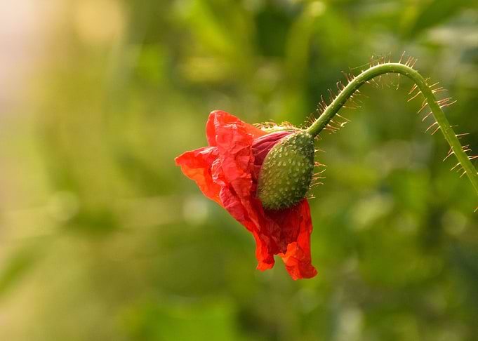 Poppy
