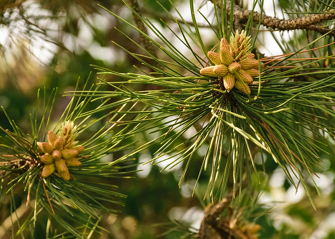 Pine