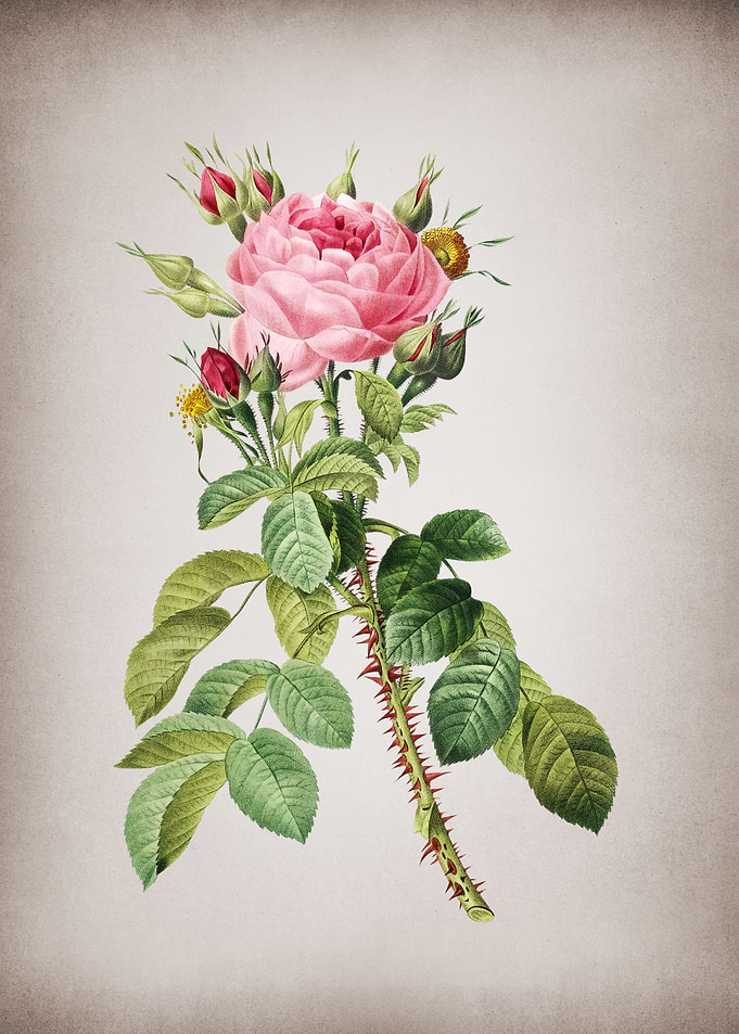 Lelieurs Four Season Rose