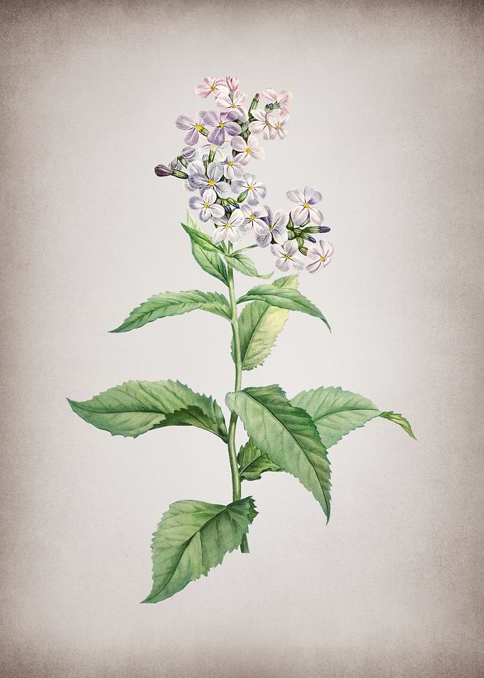 White Gillyflower Bloom